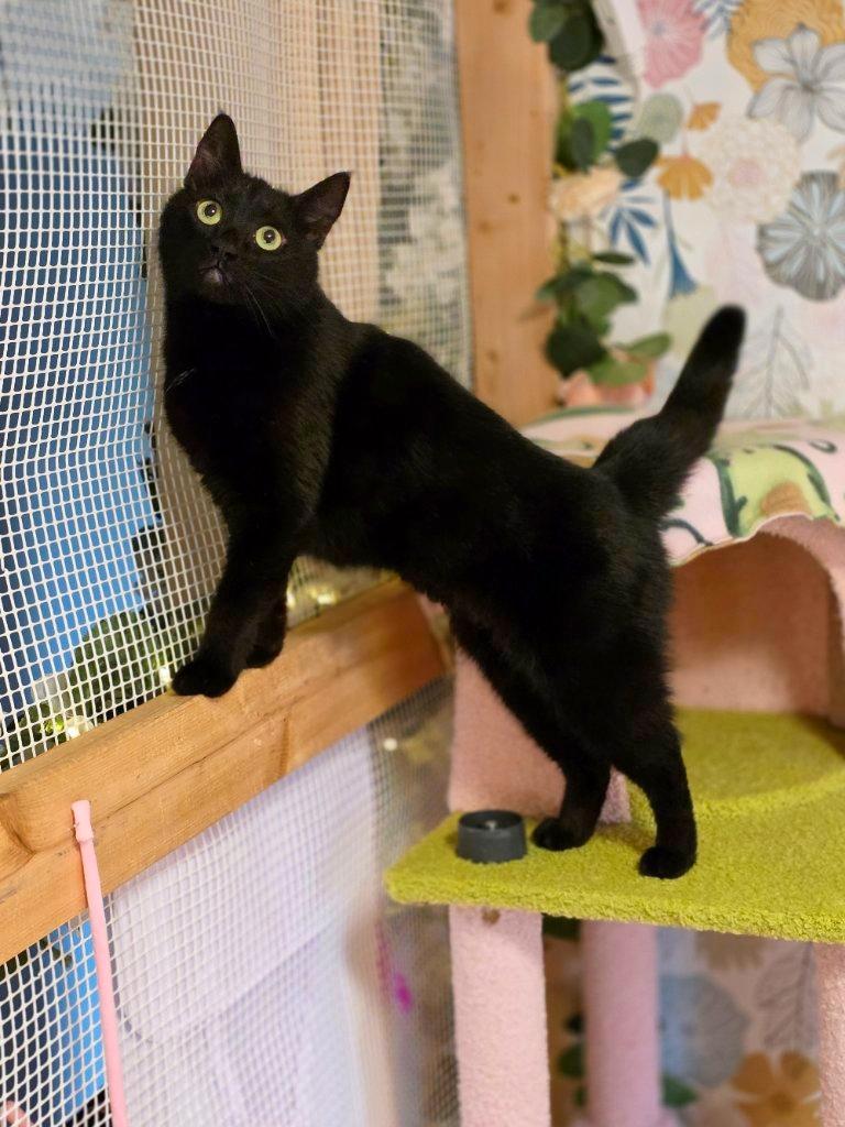 Enlarge Opal, an adopted mixed breed in Beaverton, OR image 1/5