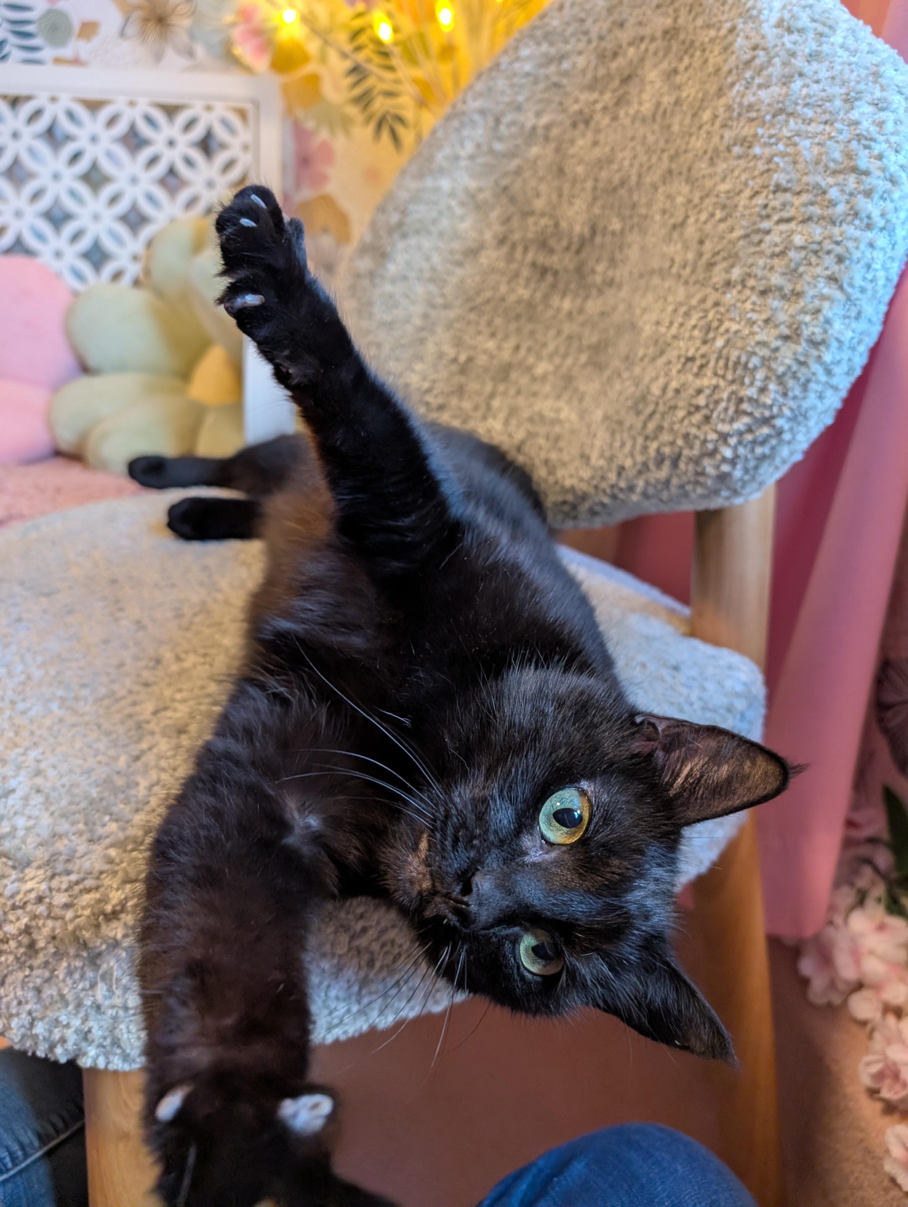 Enlarge Opal, an adopted mixed breed in Beaverton, OR image 5/5