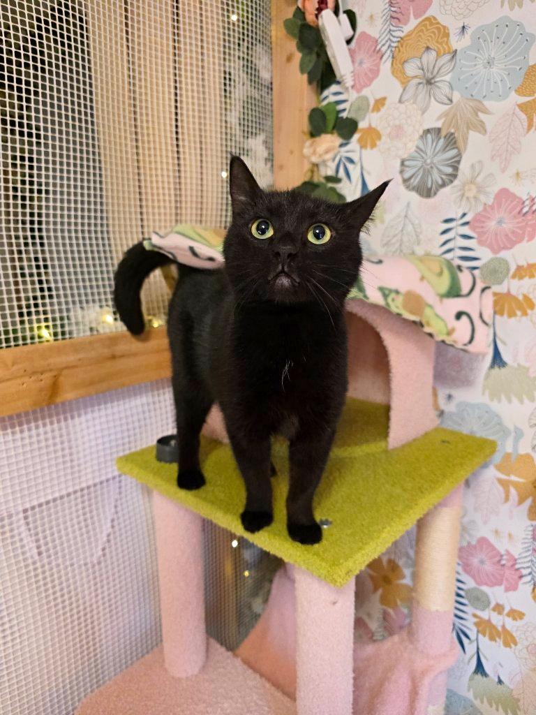 Enlarge Opal, an adopted mixed breed in Beaverton, OR image 2/5