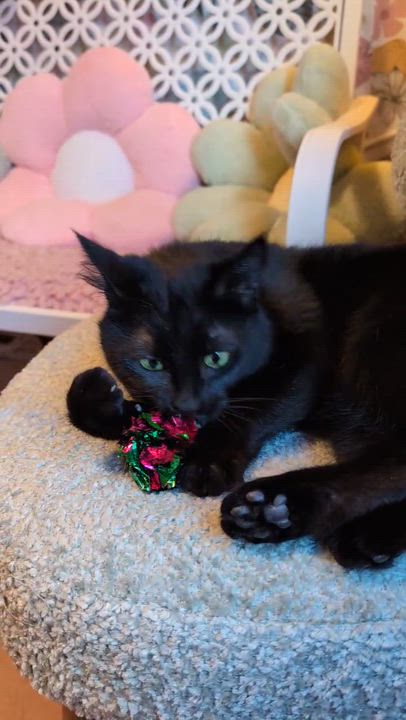 Enlarge Opal, an adopted mixed breed in Beaverton, OR video 3/5