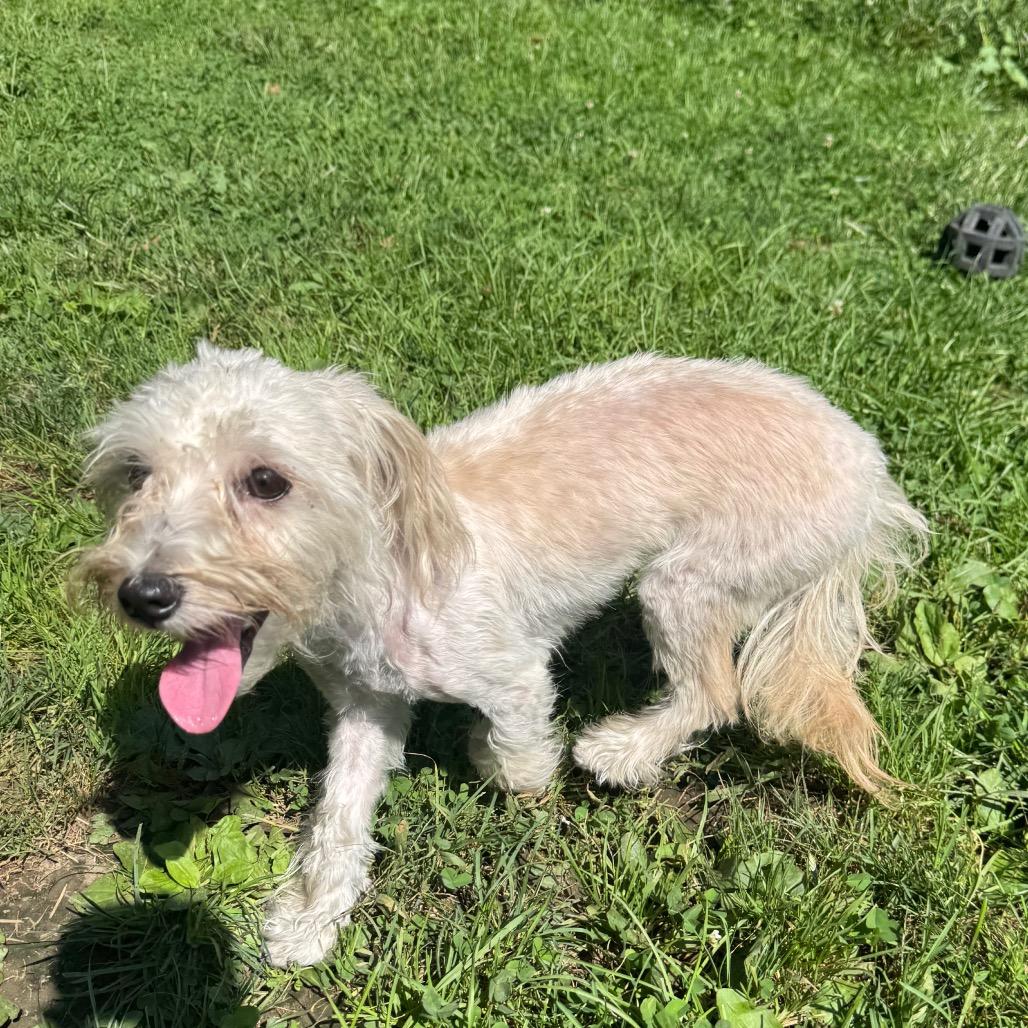Enlarge Shaggy, a Adoptable Yorkshire Terrier in Kittanning, PA image 1/6