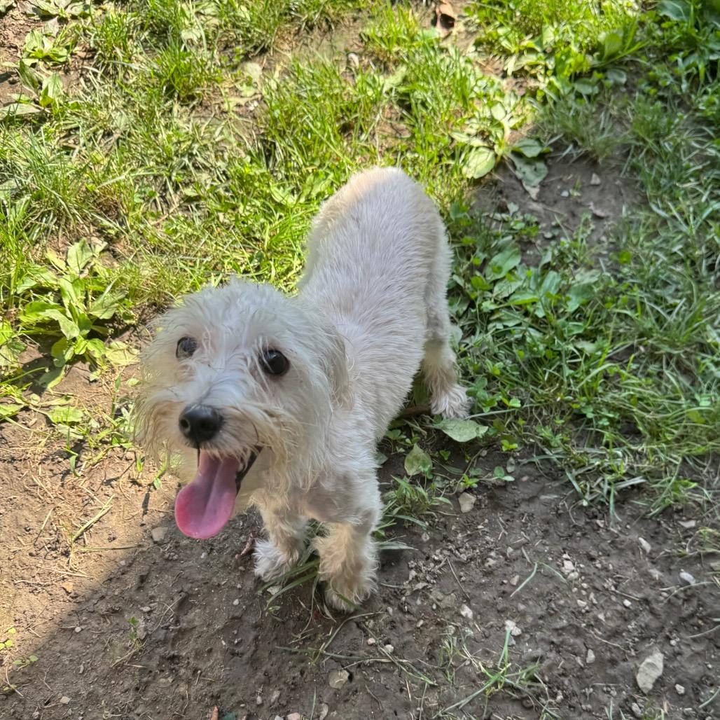 Enlarge Shaggy, a Adoptable Yorkshire Terrier in Kittanning, PA image 2/6