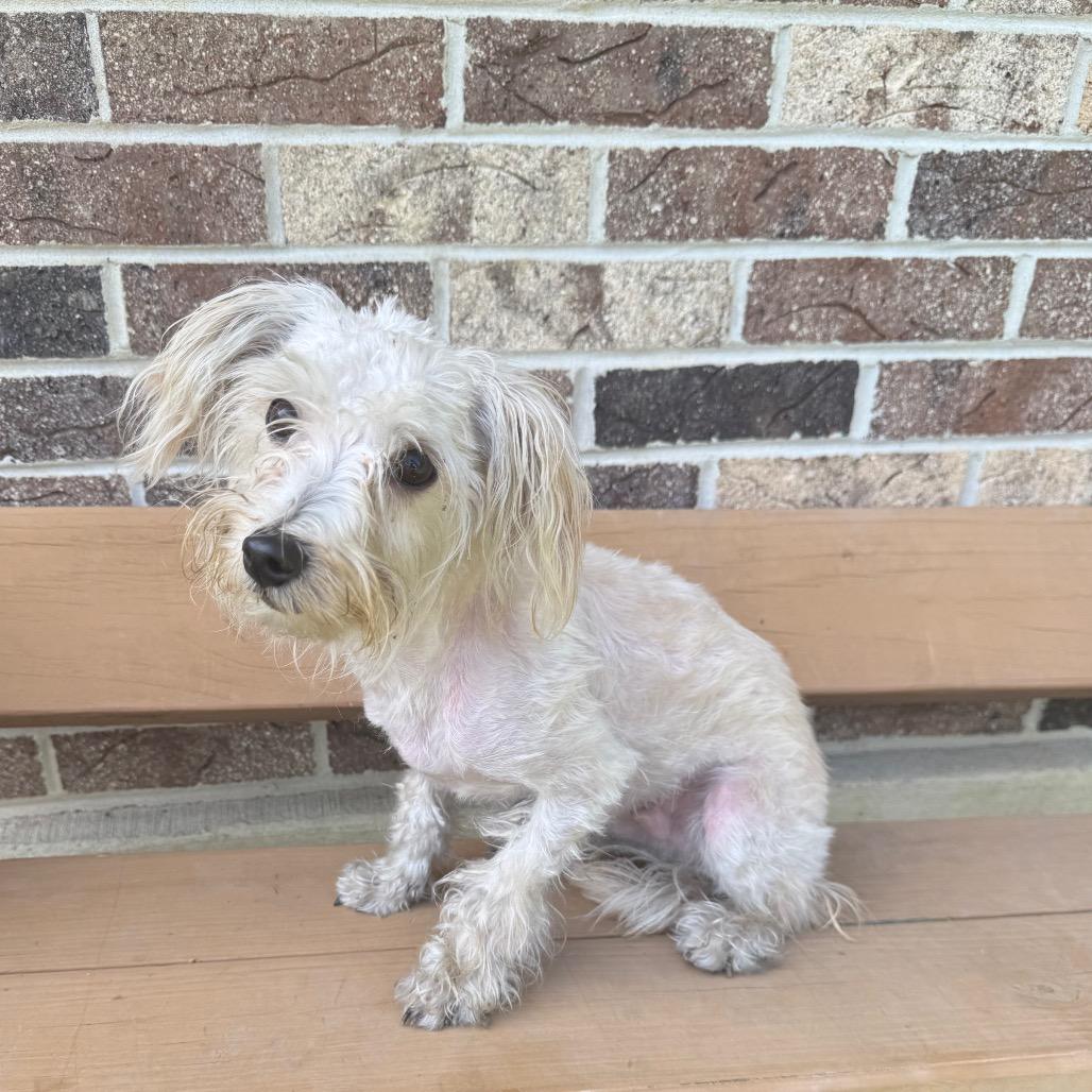 Enlarge Shaggy, a Adoptable Yorkshire Terrier in Kittanning, PA image 3/6