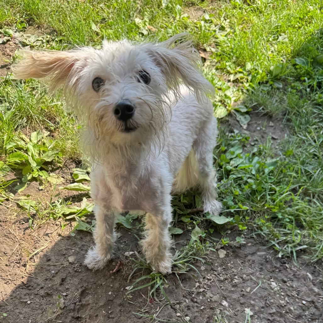 Enlarge Shaggy, a Adoptable Yorkshire Terrier in Kittanning, PA image 4/6