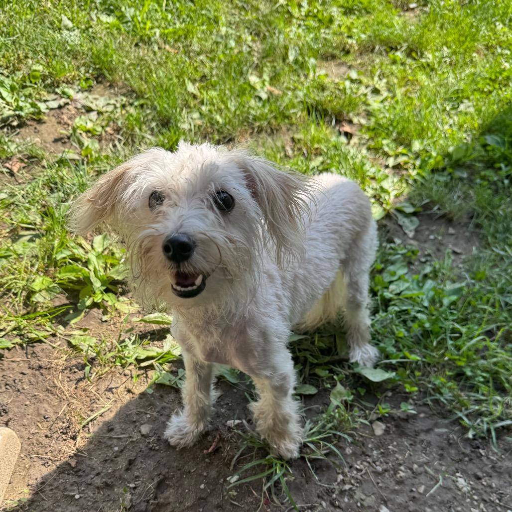 Enlarge Shaggy, a Adoptable Yorkshire Terrier in Kittanning, PA image 5/6