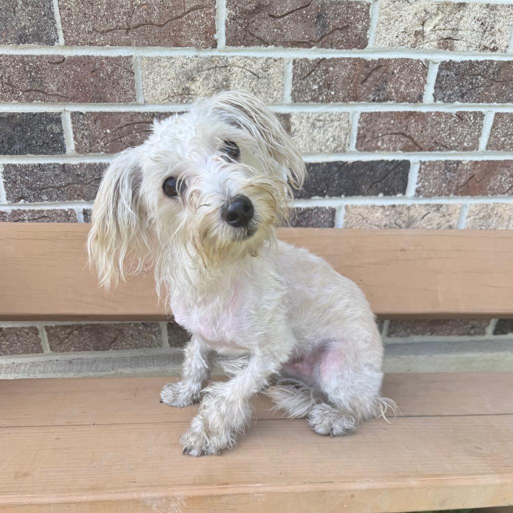 Enlarge Shaggy, a Adoptable Yorkshire Terrier in Kittanning, PA image 6/6