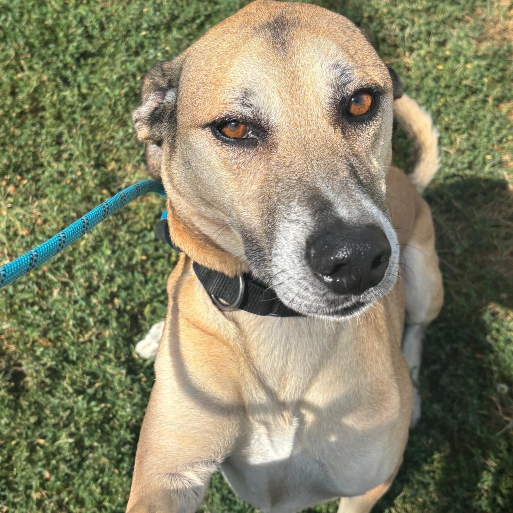 Tiny, Adoptable, Adult Male Shepherd.