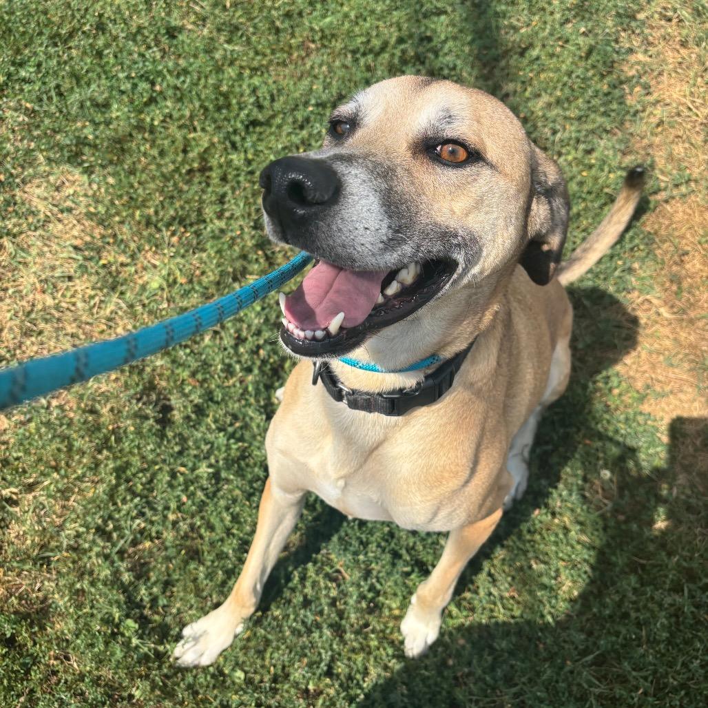 Enlarge Tiny, a Adoptable Shepherd in Springfield, MO image 2/6