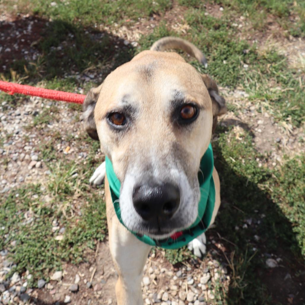 Enlarge Tiny, a Adoptable Shepherd in Springfield, MO image 3/6