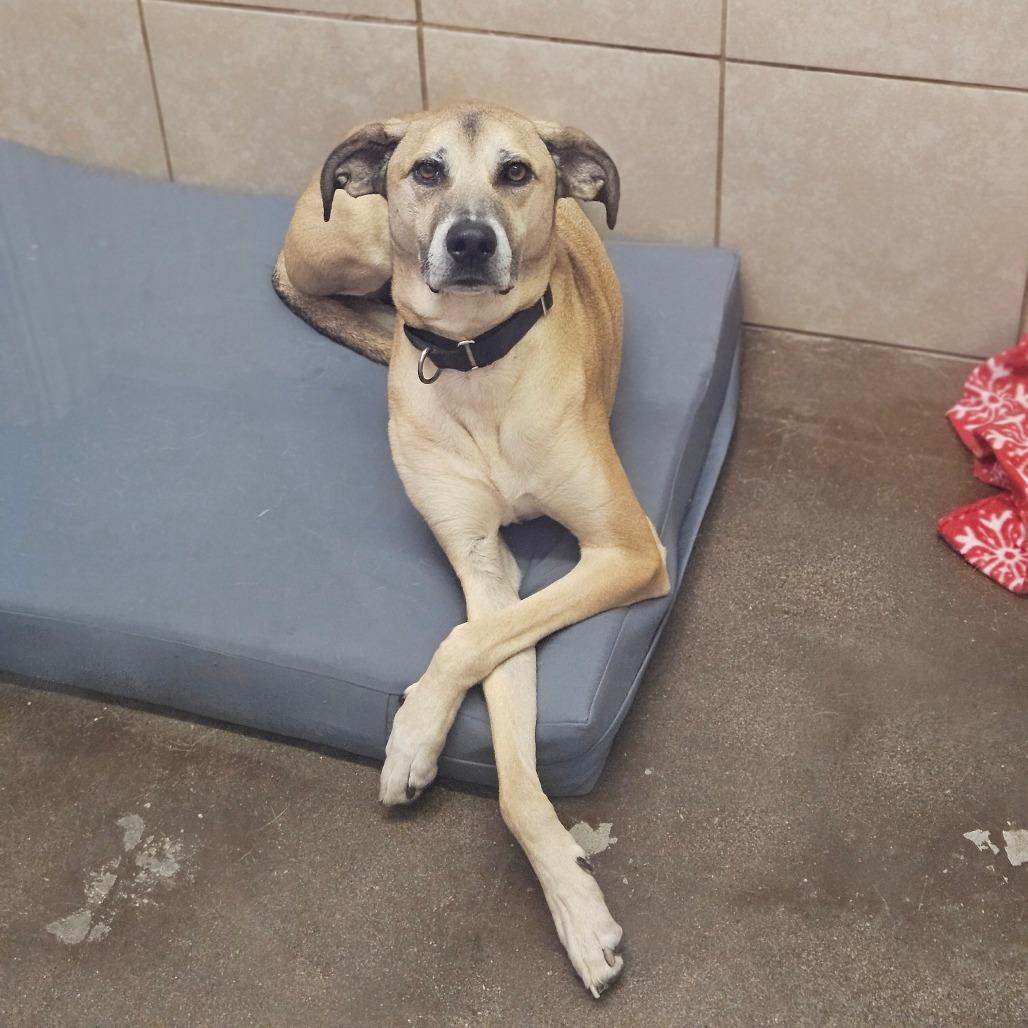 Enlarge Tiny, a Adoptable Shepherd in Springfield, MO image 5/6