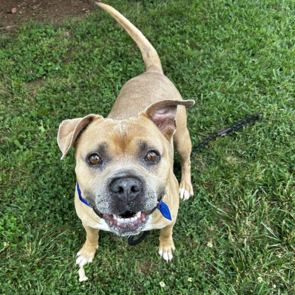 Jim Tom, a Adoptable Mixed Breed in Greenville, SC image 1/6