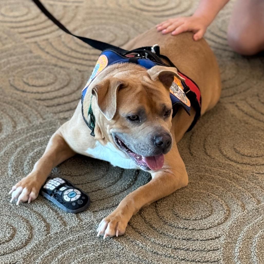Jim Tom, a Adoptable Mixed Breed in Greenville, SC image 2/6
