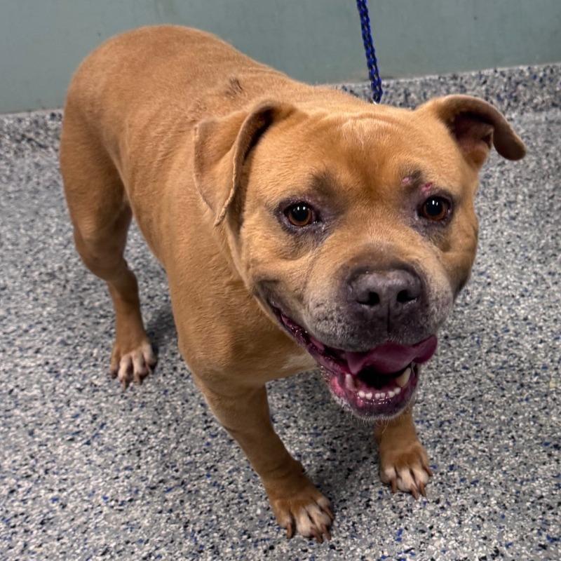 Jim Tom, a Adoptable Mixed Breed in Greenville, SC image 3/6