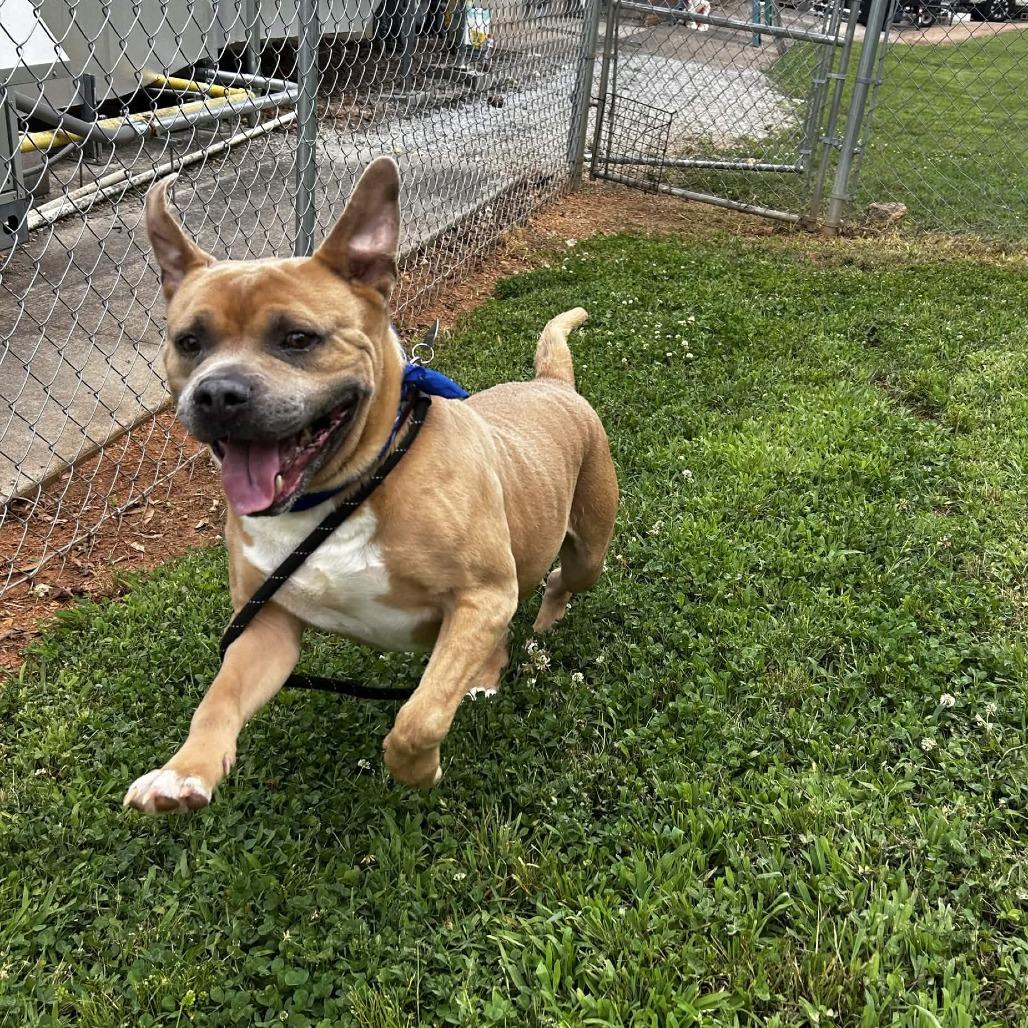 Jim Tom, a Adoptable Mixed Breed in Greenville, SC image 4/6
