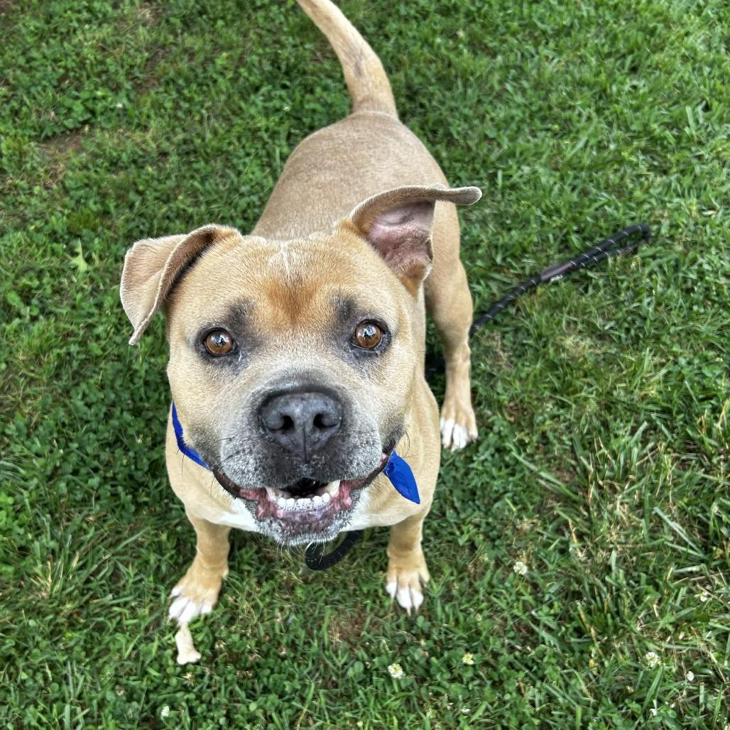 Jim Tom, a Adoptable Mixed Breed in Greenville, SC image 5/6