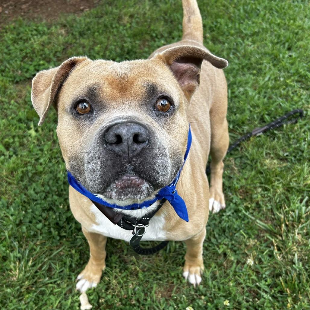 Jim Tom, a Adoptable Mixed Breed in Greenville, SC image 6/6