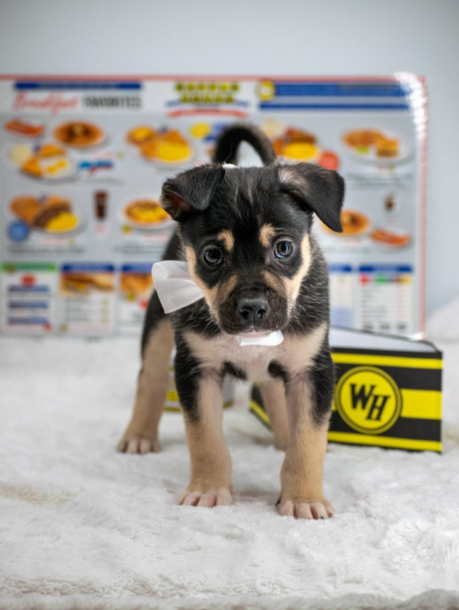 Enlarge Waffles, an adopted mixed breed in Sevierville, TN image 3/4