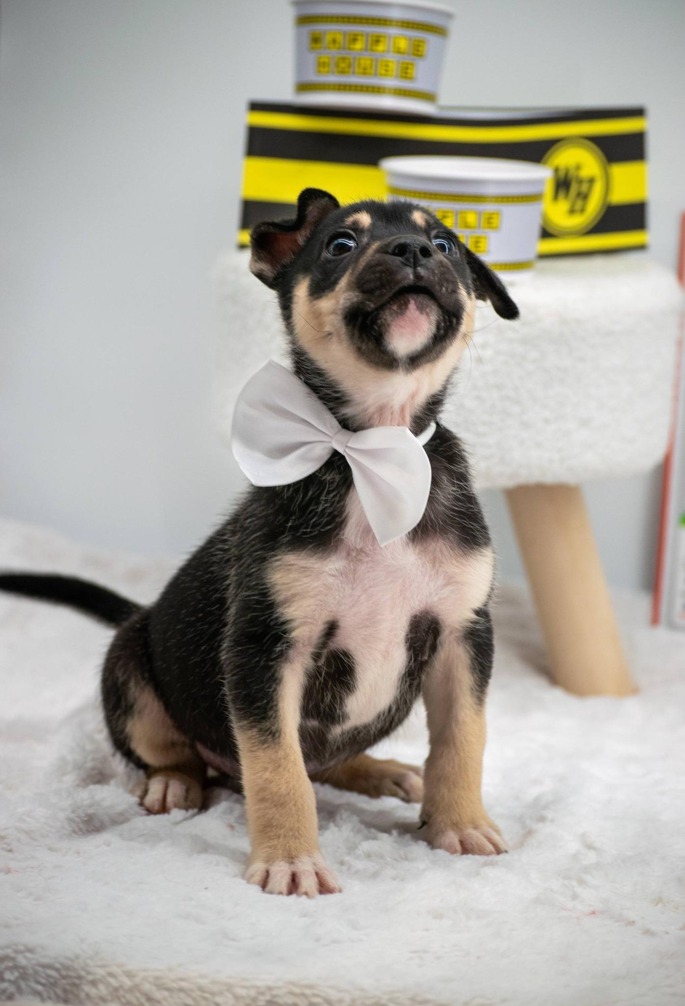 Enlarge Waffles, an adopted mixed breed in Sevierville, TN image 4/4