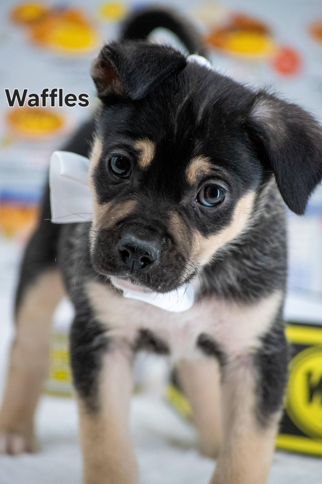 Waffles, adopted, Puppy Male Terrier & Bulldog.