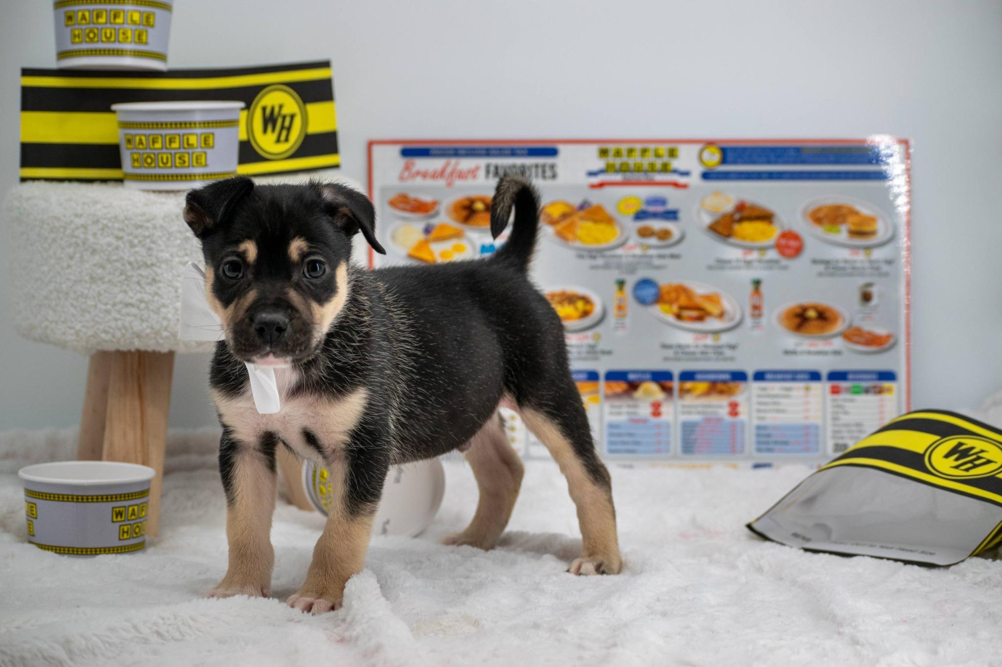 Enlarge Waffles, an adopted mixed breed in Sevierville, TN image 2/4