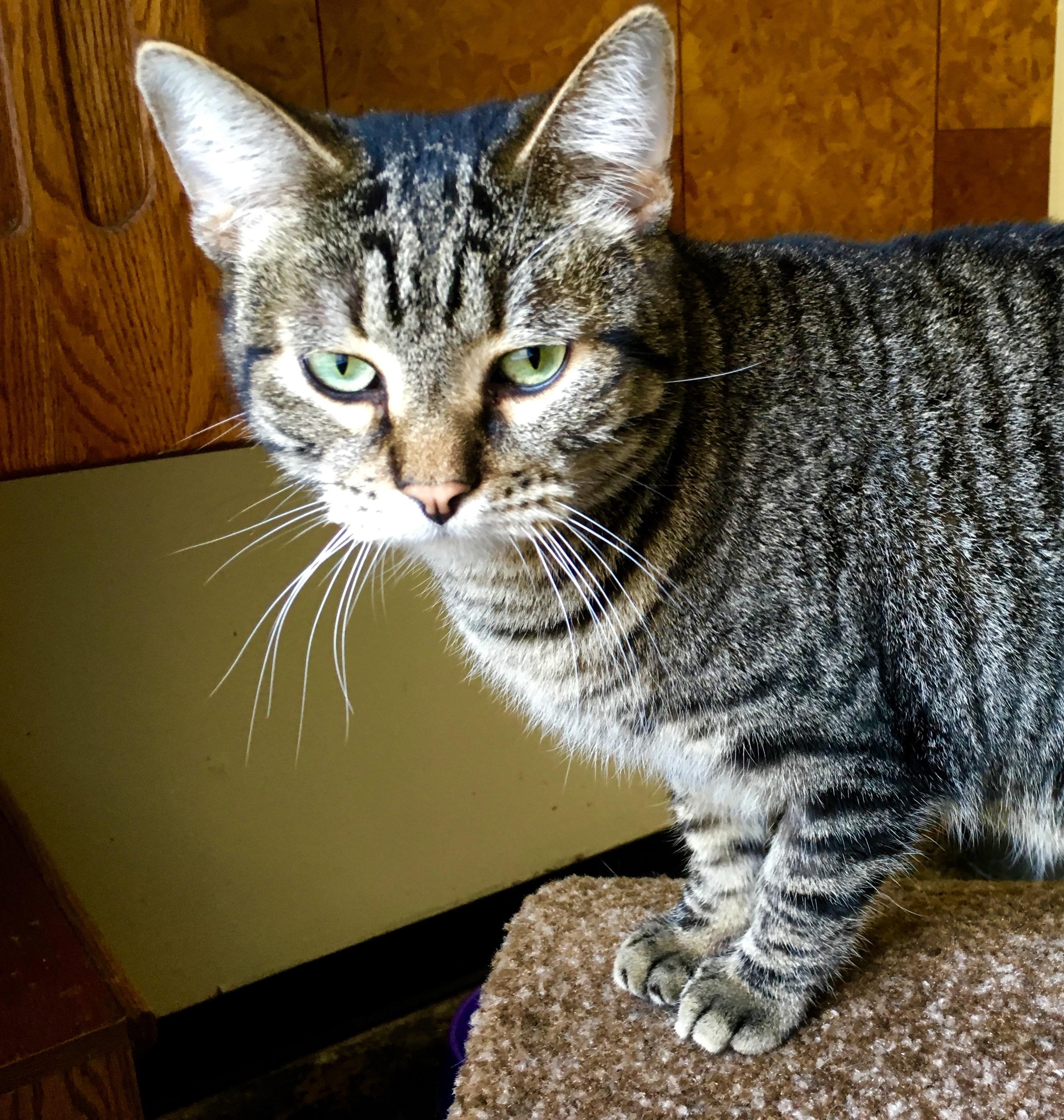 Enlarge Newton, a Adoptable Tabby in Kansas City, MO image 1/1