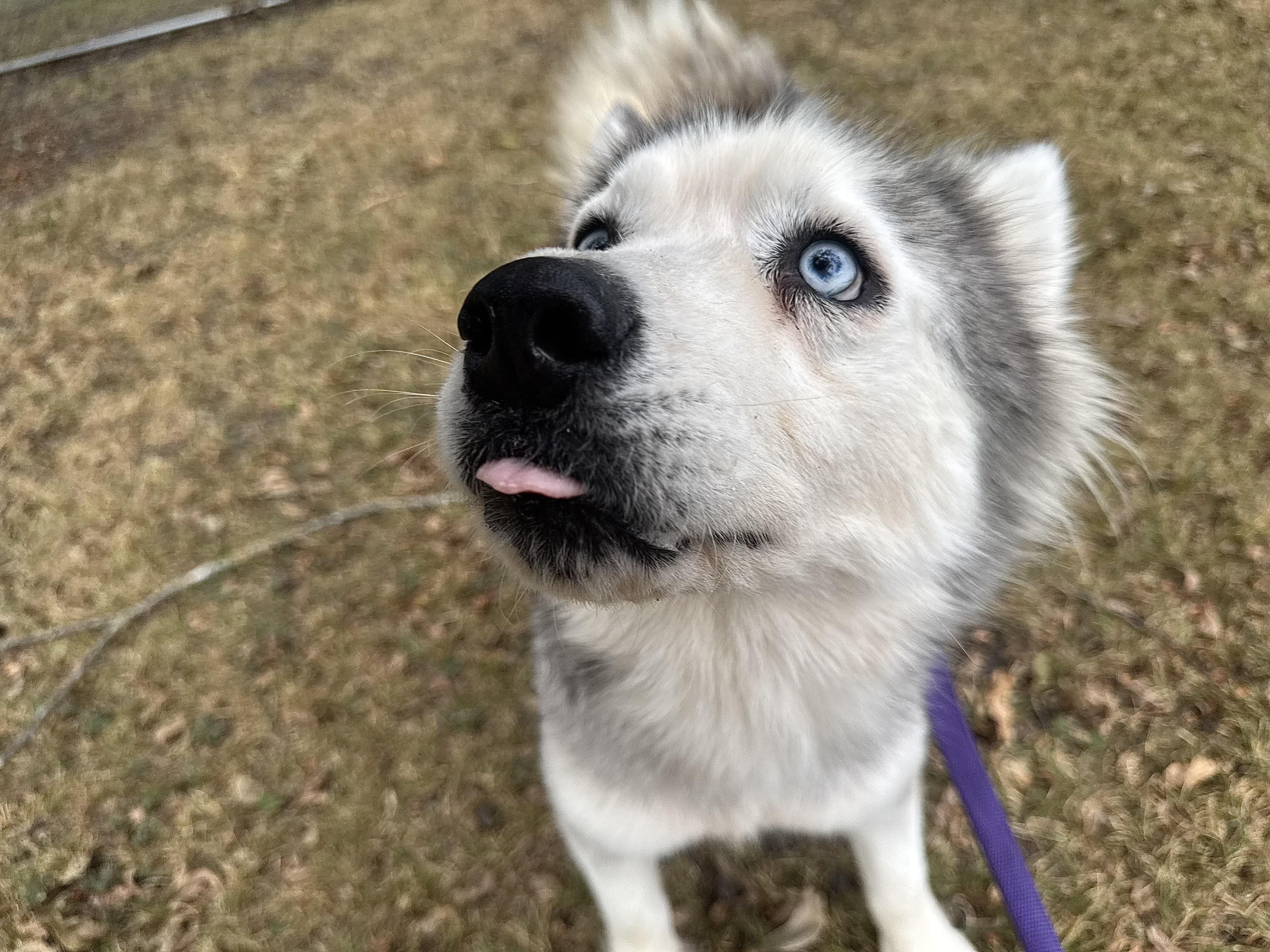 Baku, ADOPTABLE, Adult Male Siberian Husky.