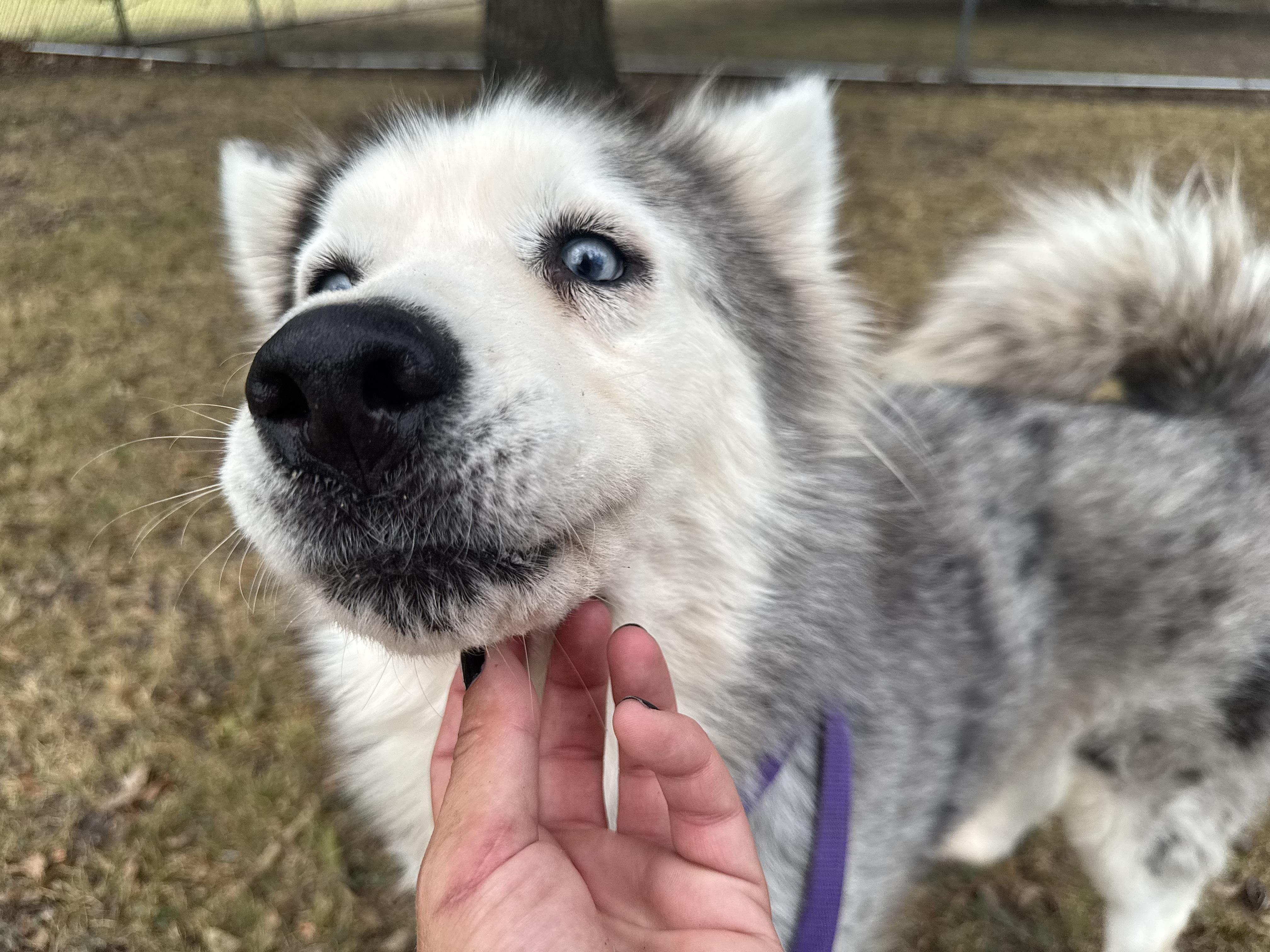 Enlarge Baku, a ADOPTABLE mixed breed in Sherman, TX image 4/5