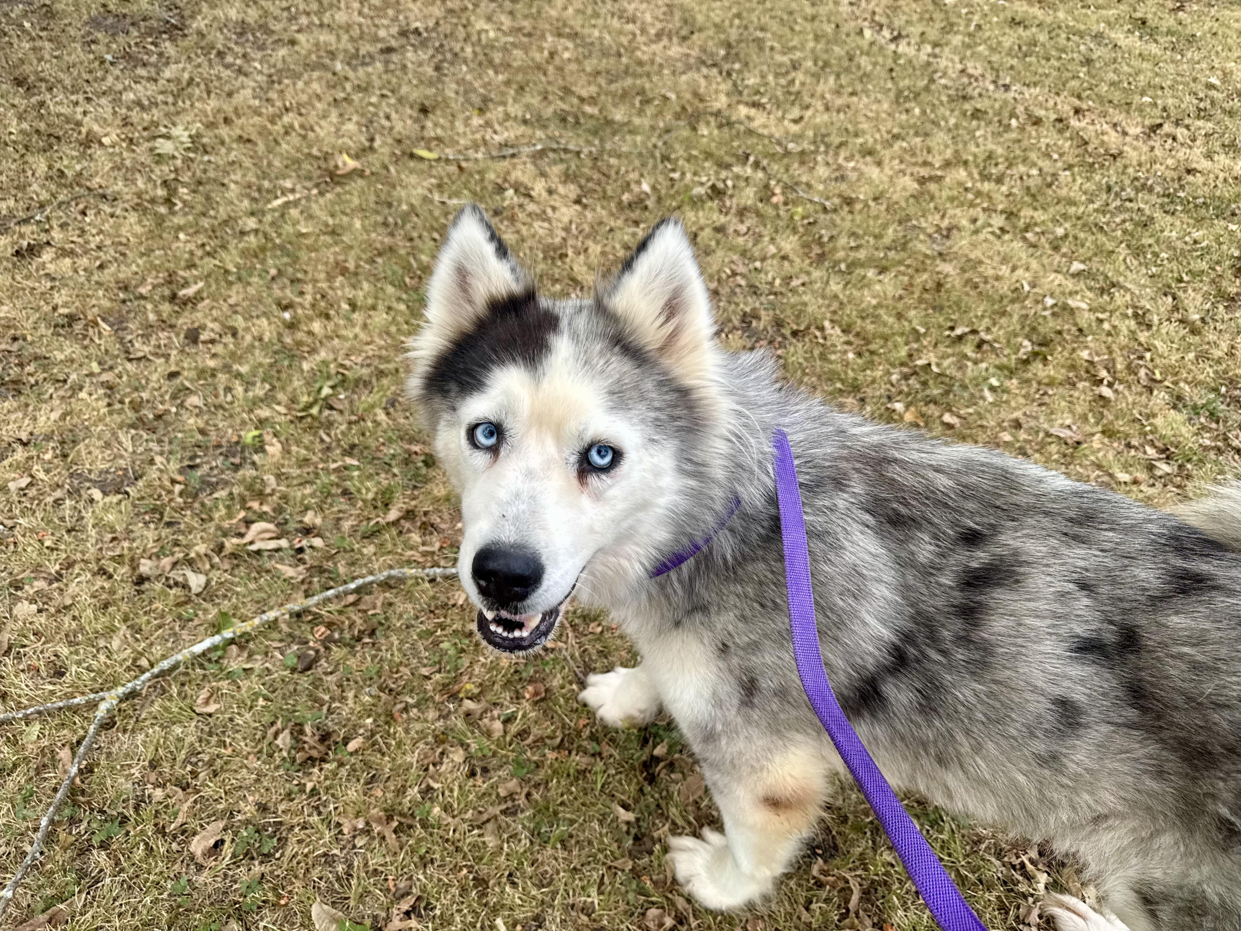 Enlarge Baku, a ADOPTABLE mixed breed in Sherman, TX image 3/5
