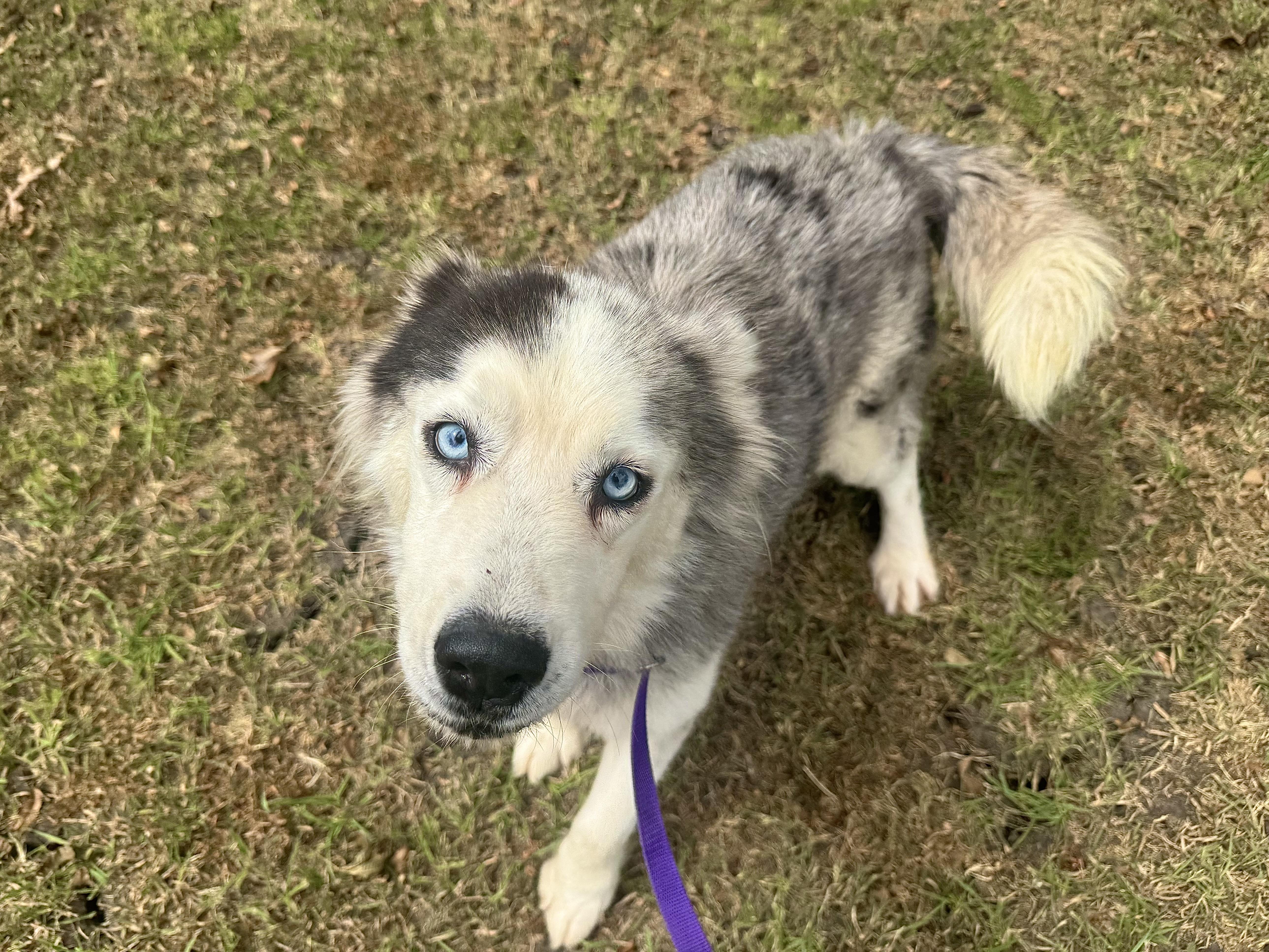 Enlarge Baku, a ADOPTABLE mixed breed in Sherman, TX image 5/5