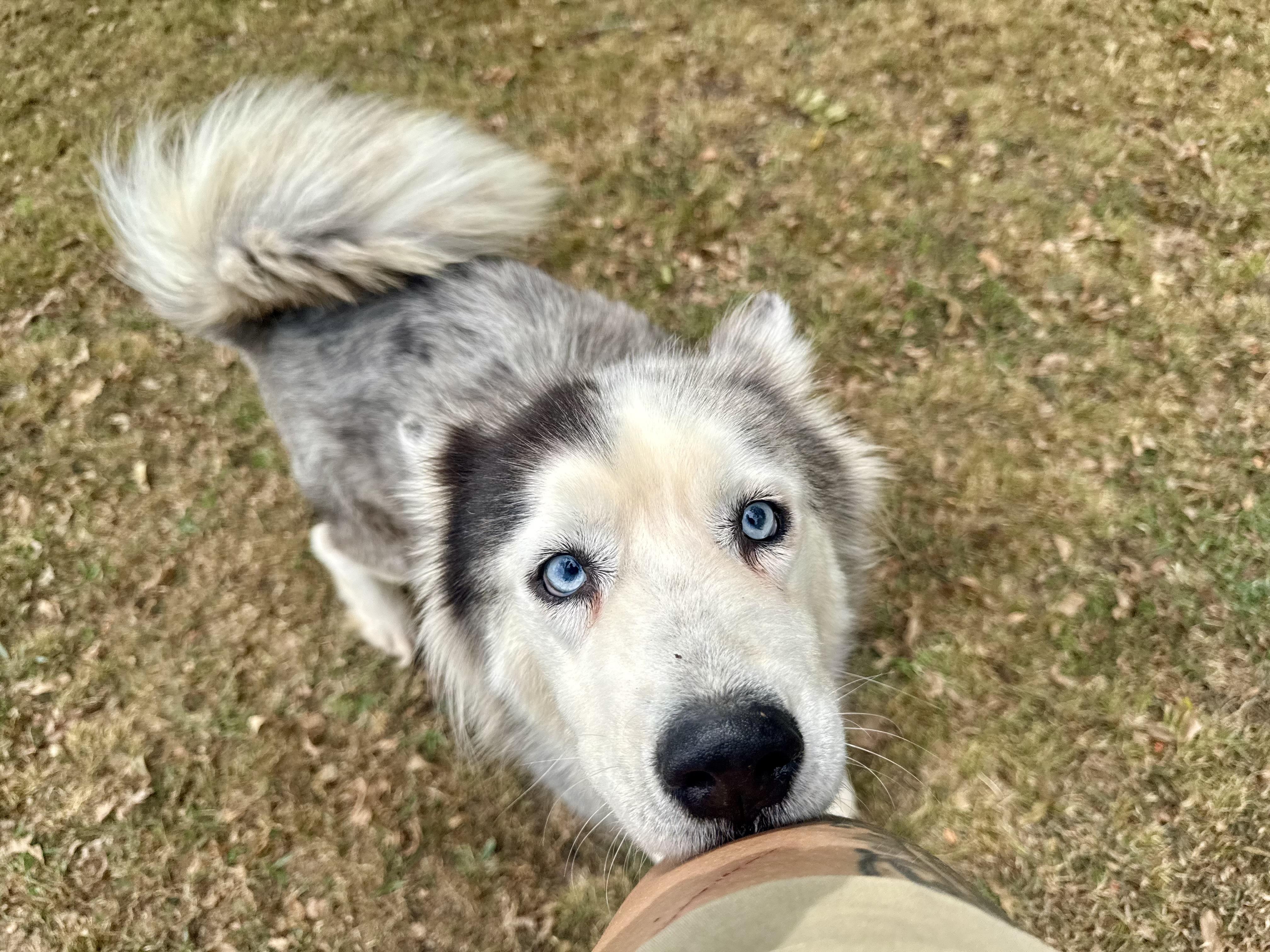 Enlarge Baku, a ADOPTABLE mixed breed in Sherman, TX image 2/5