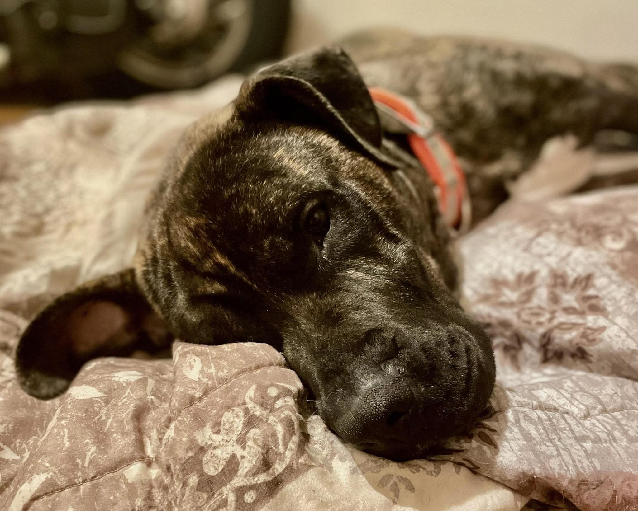Enlarge Bear, a ADOPTABLE mixed breed in Brooks, ME image 4/4