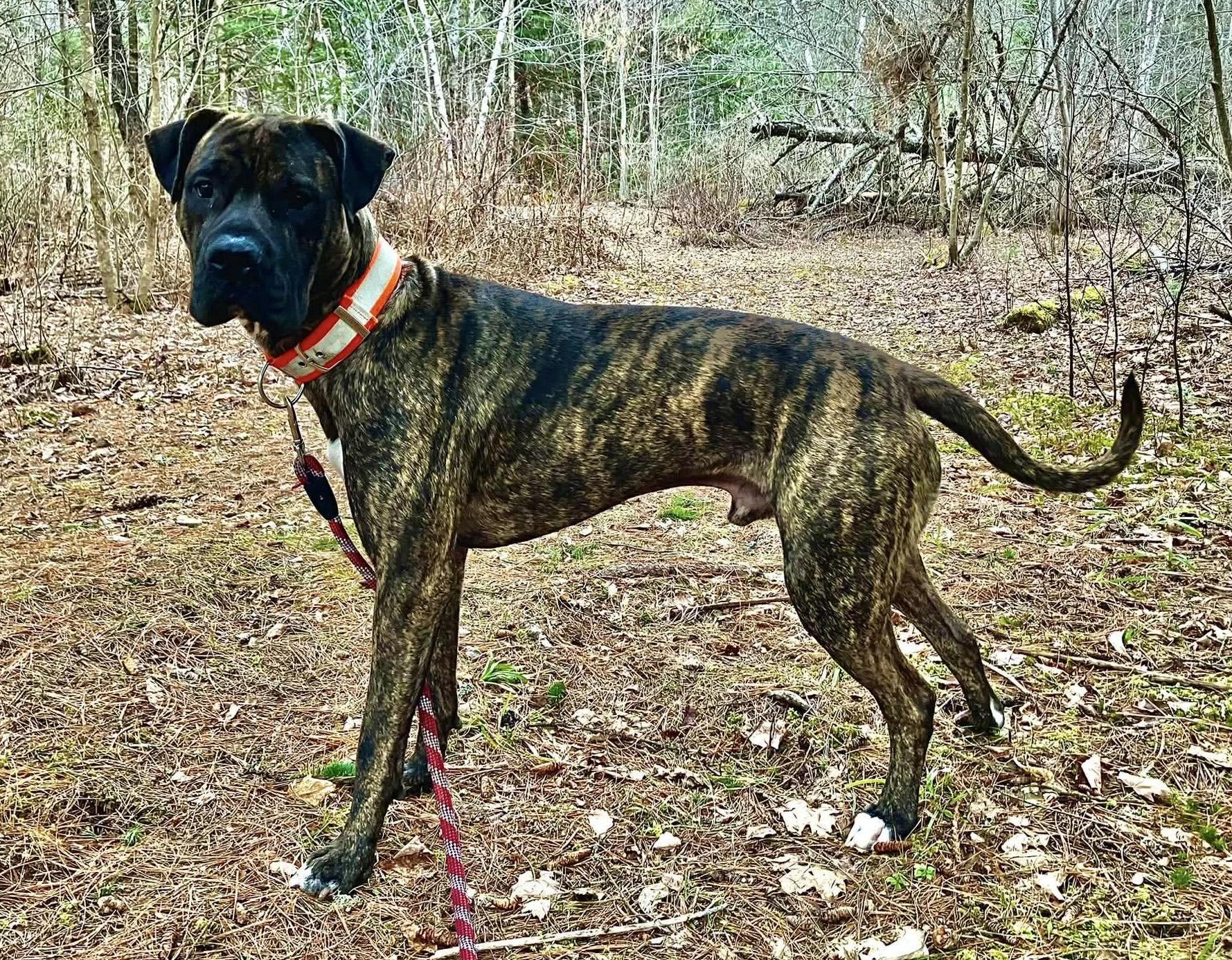 Enlarge Bear, a ADOPTABLE mixed breed in Brooks, ME image 3/4
