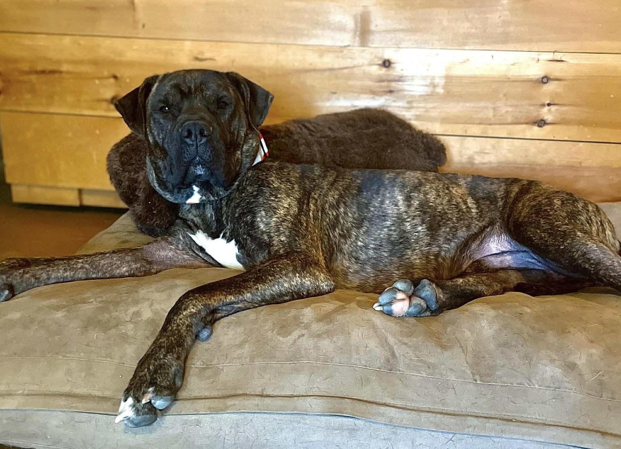 Enlarge Bear, a ADOPTABLE mixed breed in Brooks, ME image 2/4