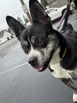 Tron, a Adoptable mixed breed in Burlington, WA image 1/3