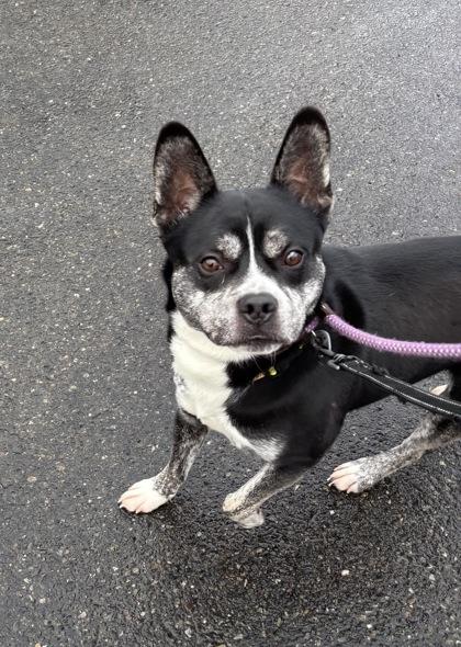 Tron, a Adoptable mixed breed in Burlington, WA image 2/3