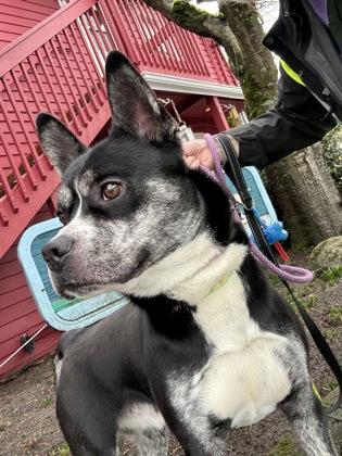 Tron, a Adoptable mixed breed in Burlington, WA image 3/3