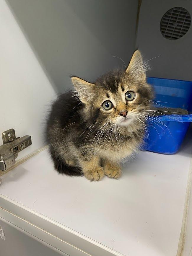 Disney, Adopted, Young Male Domestic Medium Hair.