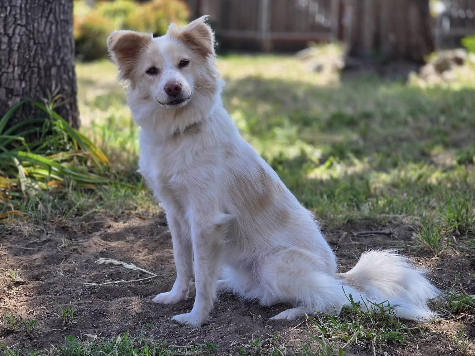 Bellini, a ADOPTABLE mixed breed in los angeles, CA image 1/5