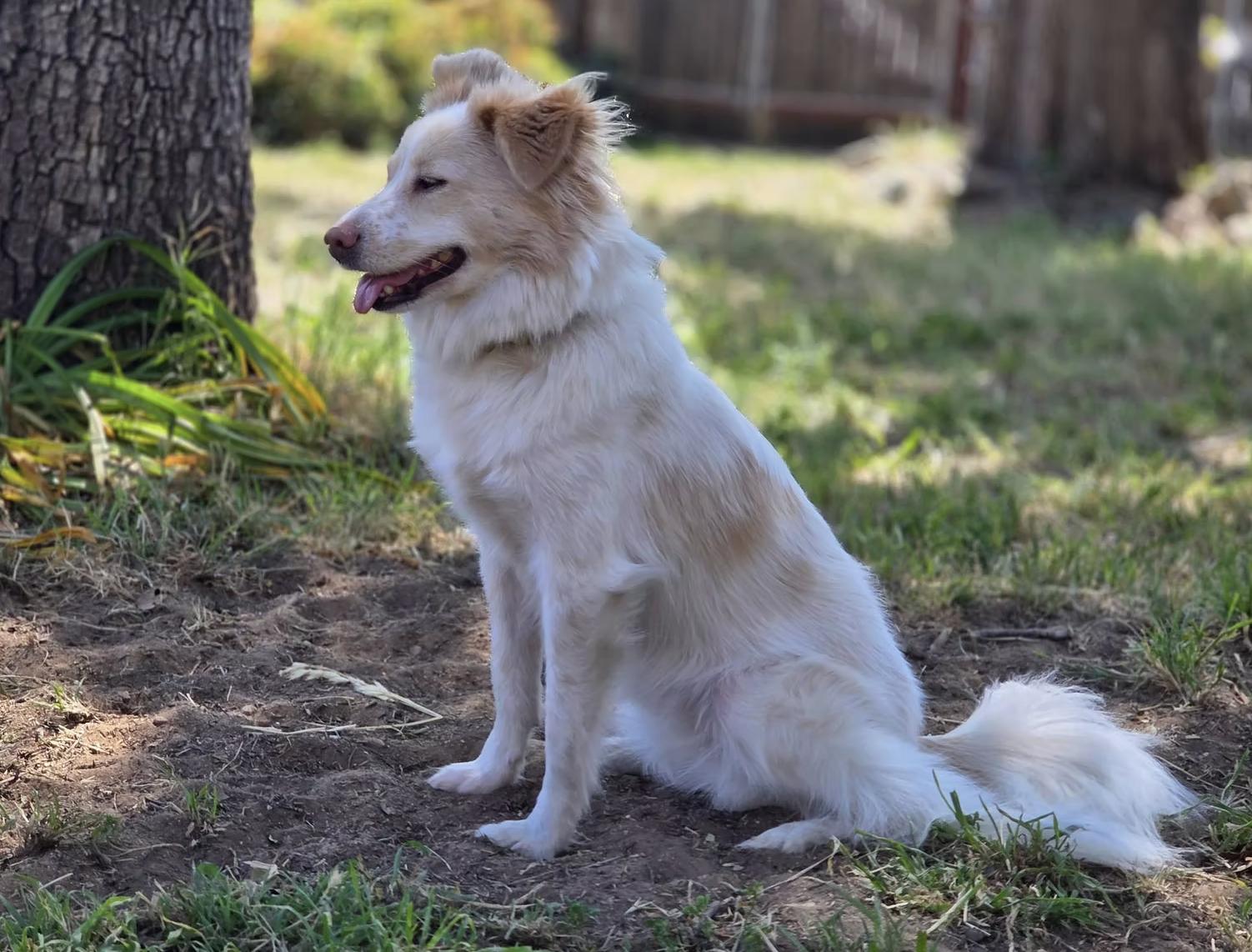 Bellini, a ADOPTABLE mixed breed in los angeles, CA image 5/5