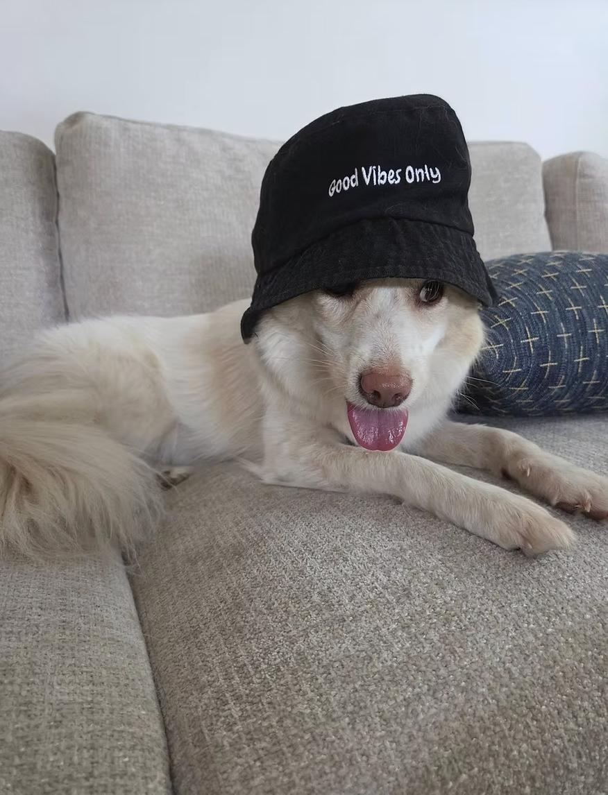 Bellini, a ADOPTABLE mixed breed in los angeles, CA image 2/5