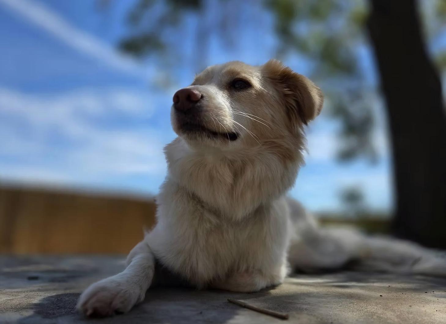 Bellini, a ADOPTABLE mixed breed in los angeles, CA image 3/5