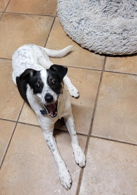 Enlarge SEAN, a ADOPTABLE mixed breed in fort worth, TX image 4/4