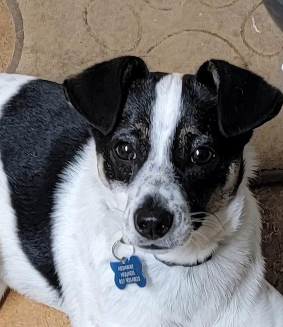 Enlarge SEAN, a ADOPTABLE mixed breed in fort worth, TX image 2/4