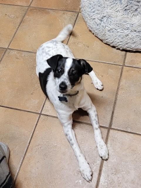 Enlarge SEAN, a ADOPTABLE mixed breed in fort worth, TX image 1/4