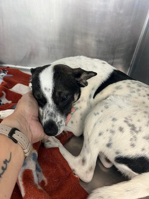 Enlarge SEAN, a ADOPTABLE mixed breed in fort worth, TX image 3/4