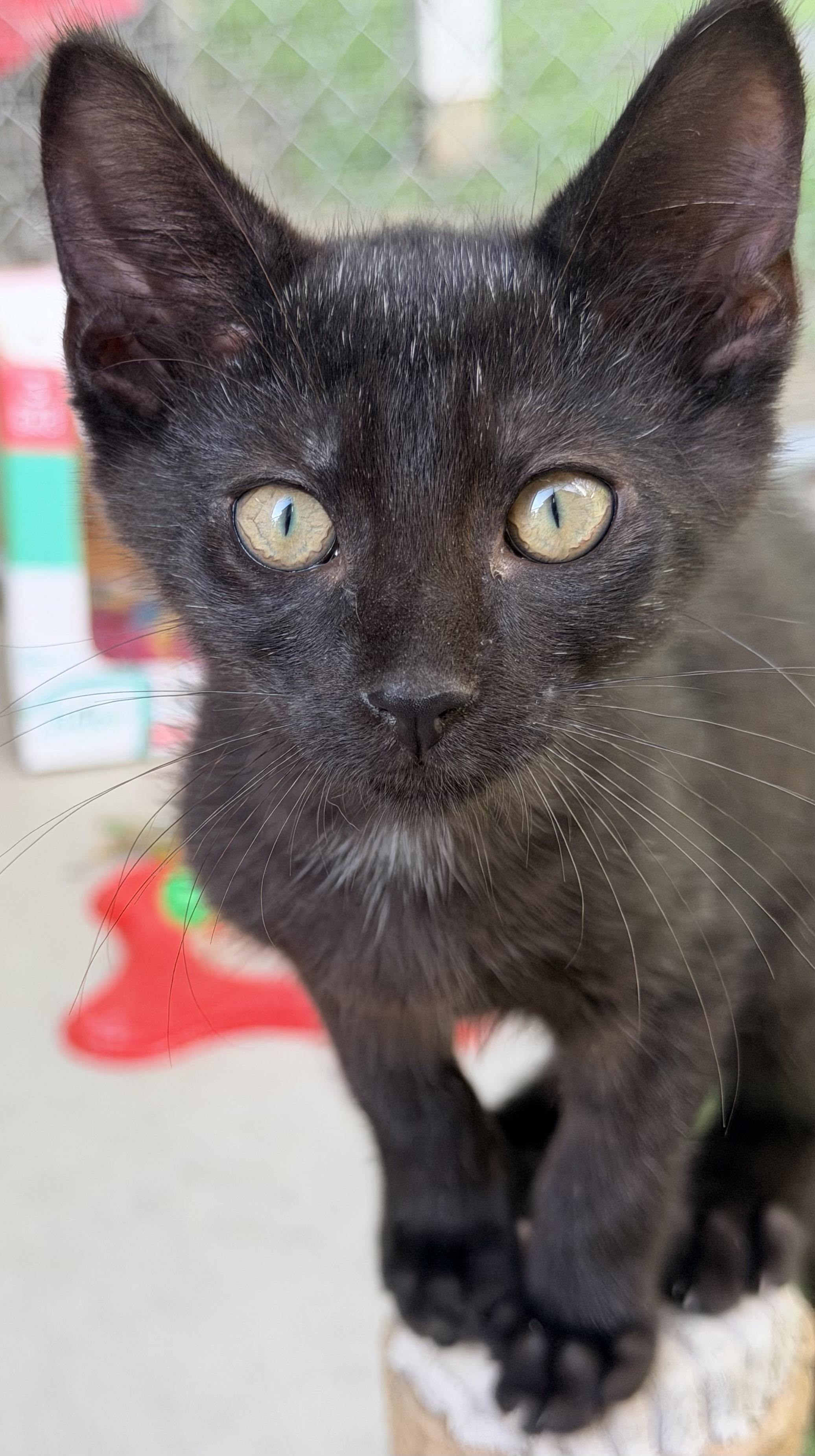 Blue Boy, a ADOPTABLE Domestic Short Hair in Pittsburgh, PA image 4/6