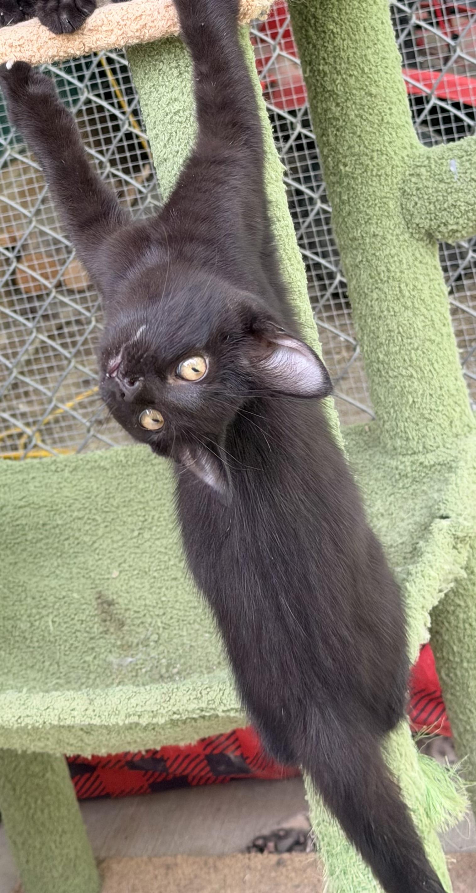 Blue Boy, a ADOPTABLE Domestic Short Hair in Pittsburgh, PA image 3/6