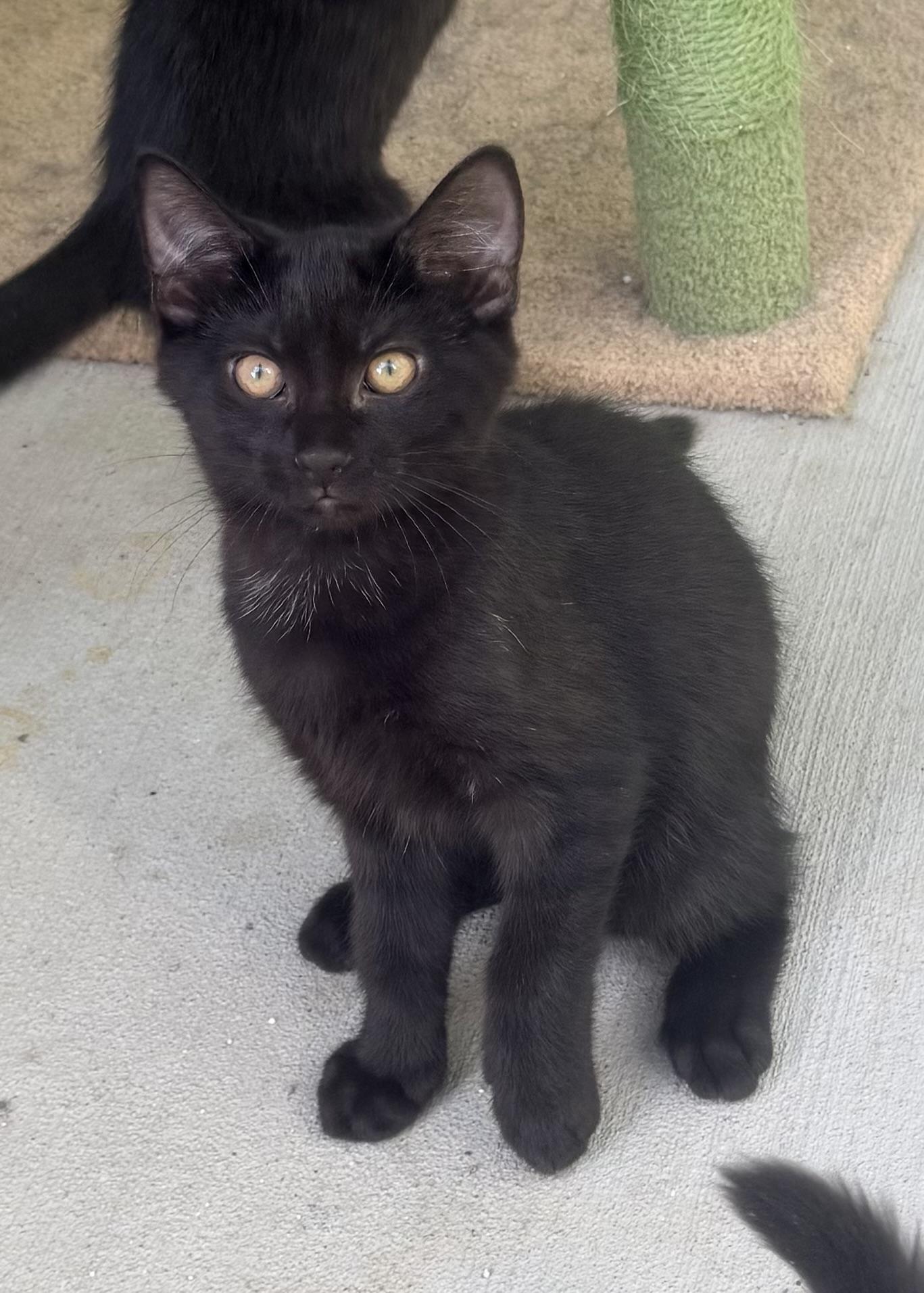 Blue Boy, a ADOPTABLE Domestic Short Hair in Pittsburgh, PA image 6/6