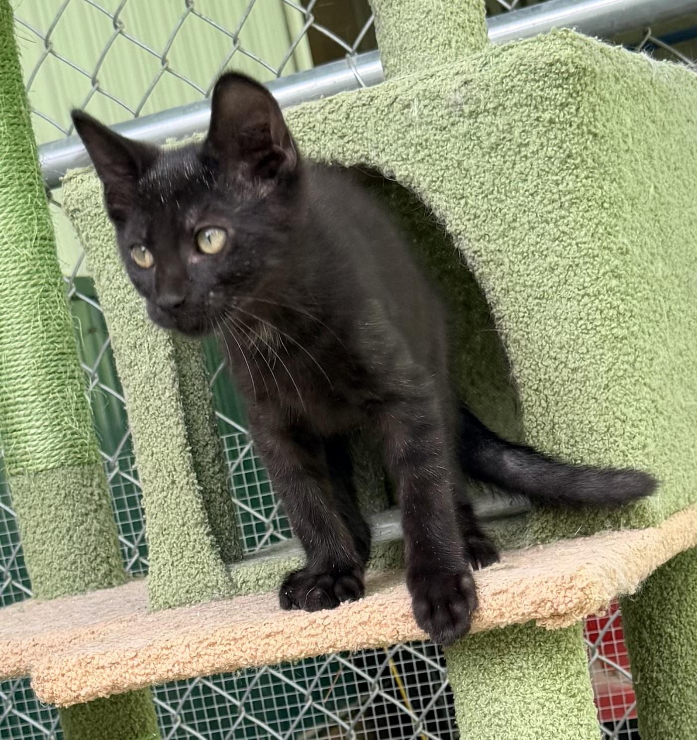 Blue Boy, a ADOPTABLE Domestic Short Hair in Pittsburgh, PA image 5/6