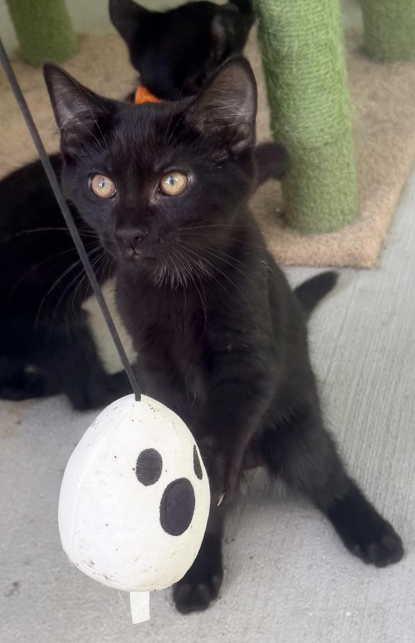 Blue Boy, ADOPTABLE, Kitten Male Domestic Short Hair.